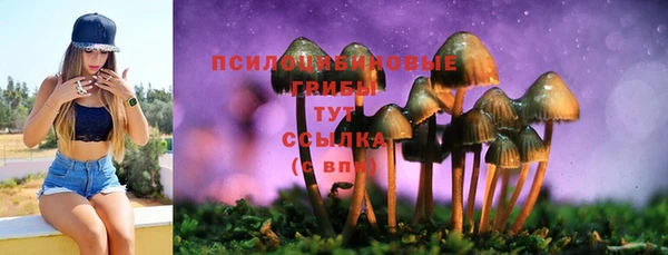 крисы Абаза